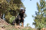 JAGDTERRIER ALLEMAND 009